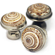 Sundial Shell Cabinet Knob